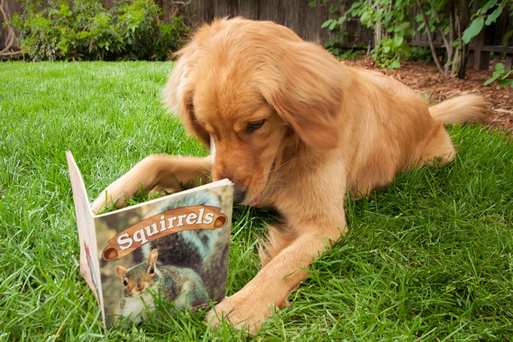 Golden Retriever reading squirrel book