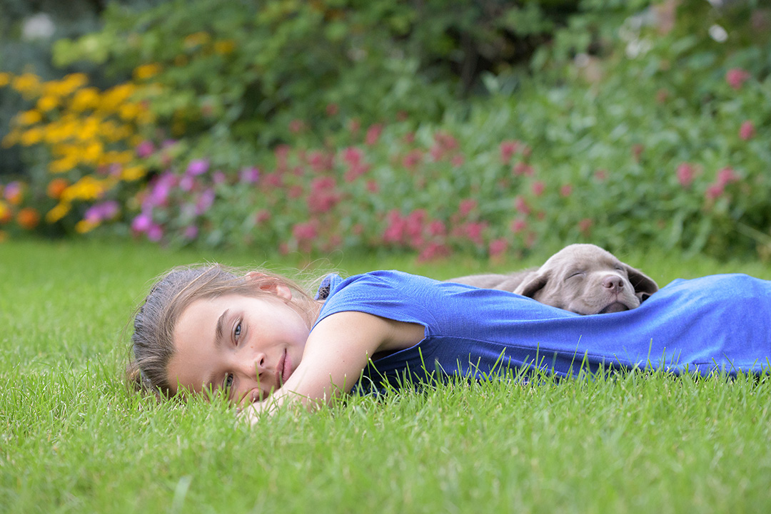 Portrait of young  teen girl laying in grass on her stomach with Silver Lab Puppy sleeping in the nook of her back
