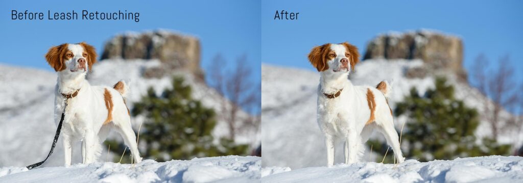 Brittany Spaniel in winter mountain scene