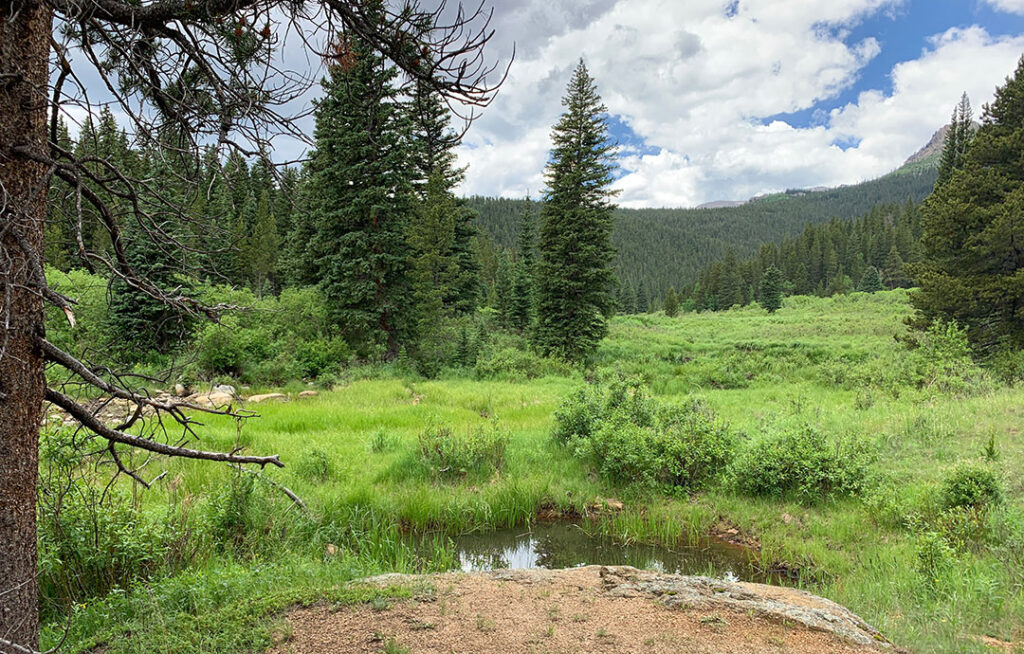 Meadow view from Beaver Meadows dog-friendly hiking trail