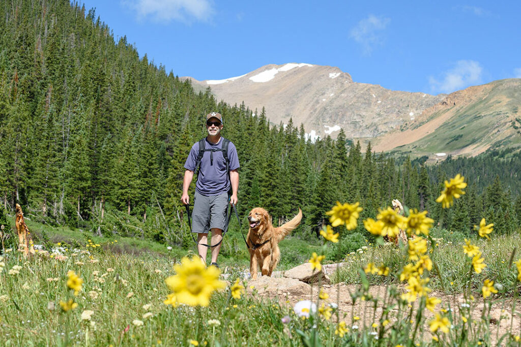 Herman Gulch trail with hiker and his dog walking down path with yellow wildflowers on sides and mountain scenery in background