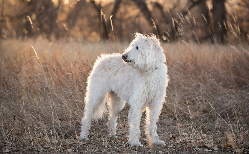 Labradoodle illustrating off-season portrait