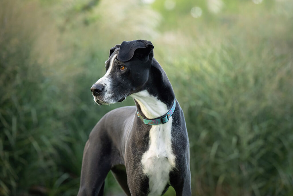 Great Dane dog