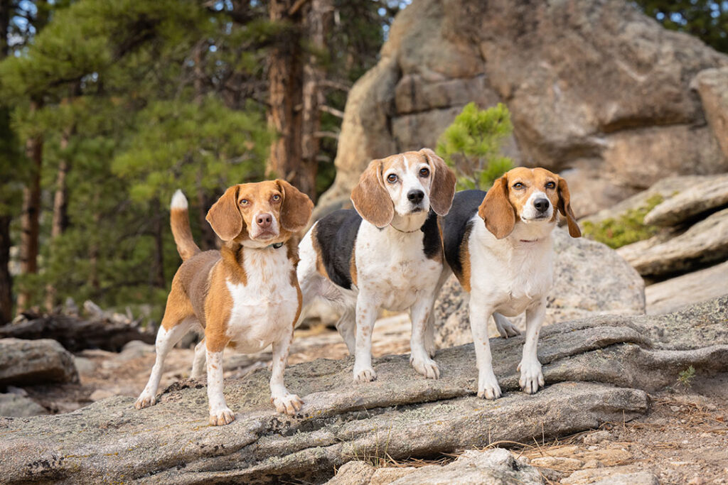 Three Beagles posing on rocks