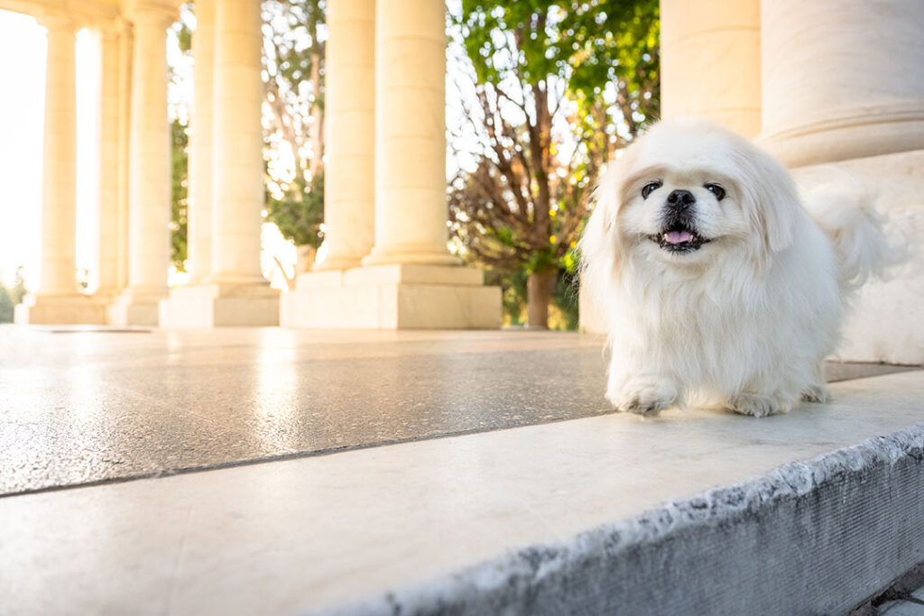 Pekingese dog at Cheesman Park Pavilion