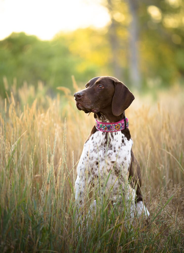 German Shorthair Pointer dog in tall grass at South Platte Park during senior dog photoshoot