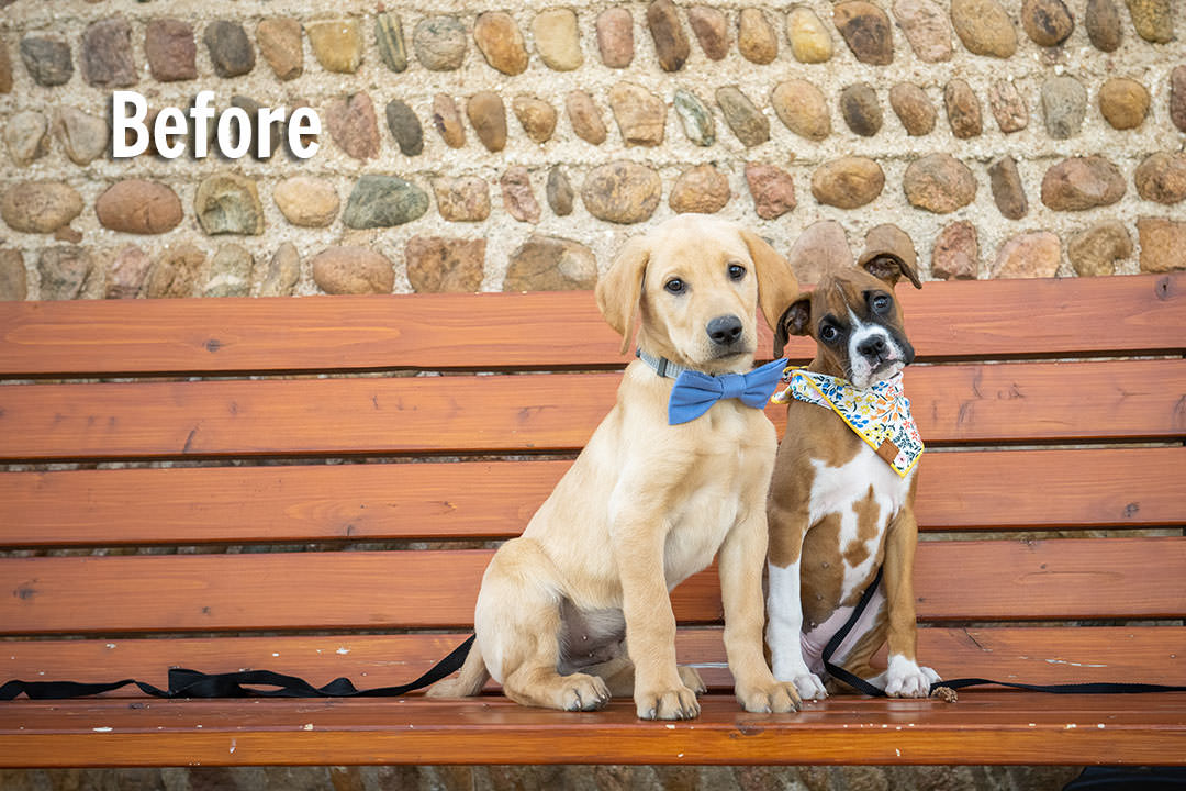 Two puppies on leashes on bench
