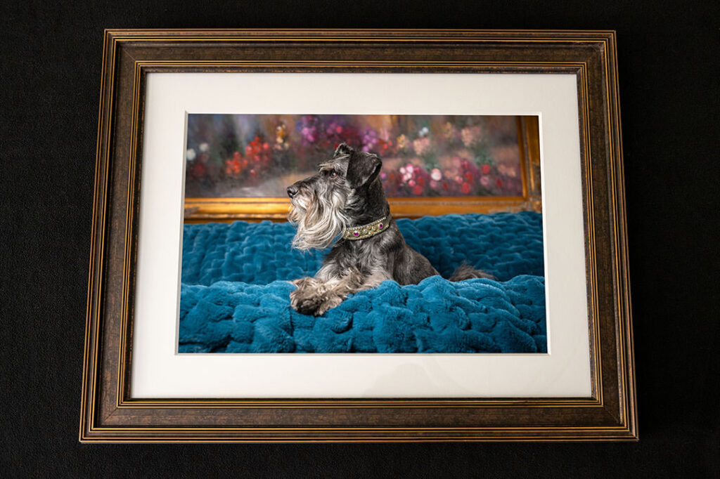 Framed print sample with schnauzer dog portrait