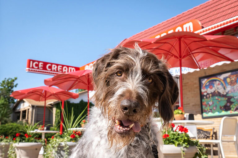 GSP pointer in front of Bonnie Brae Ice Cream shop
