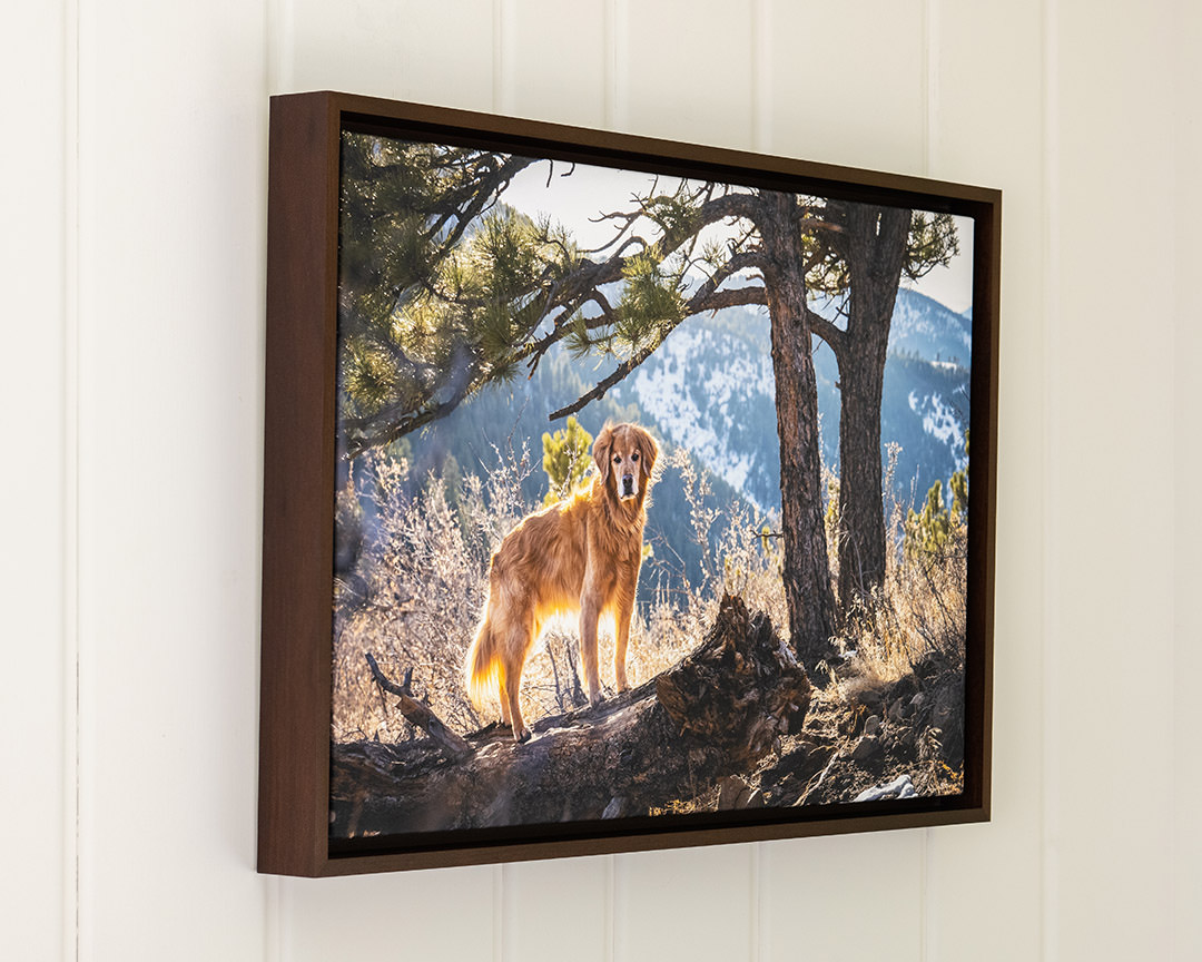 Walnut Float Framed Canvas of golden retriever