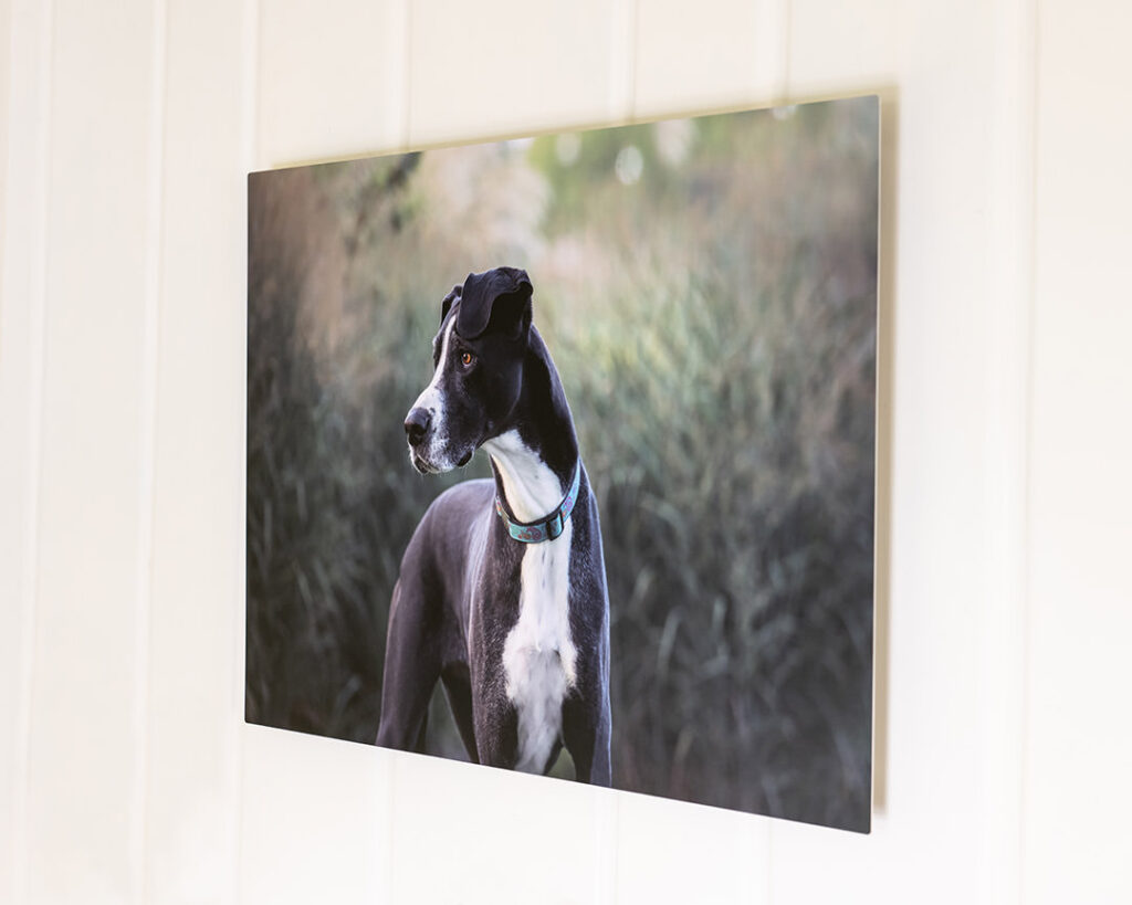 Metal Print sample with photo of Great Dane dog