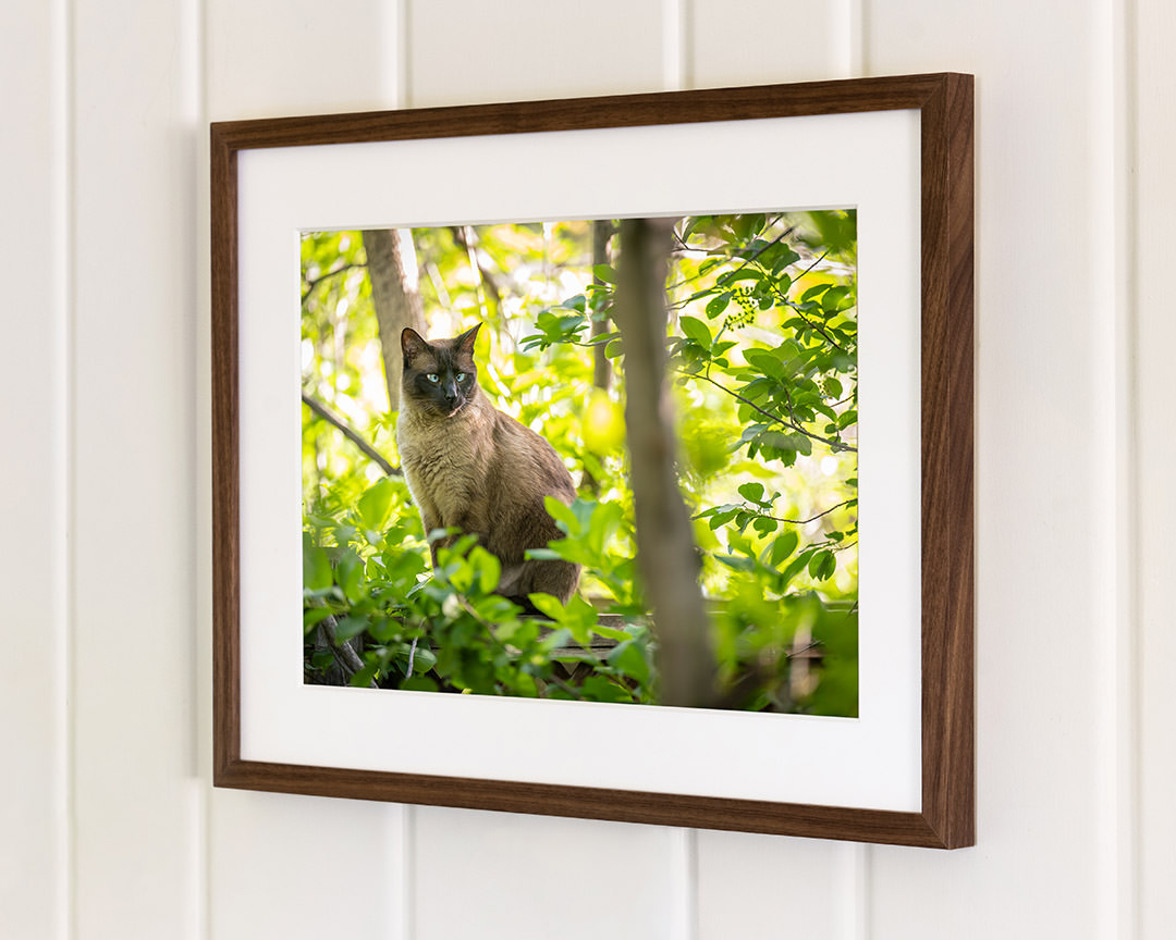 Photo of Siamese cat in a walnut frame