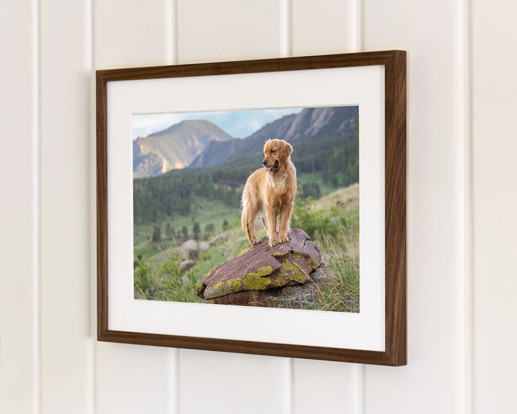 Frame with Golden retriever portrait framed with walnut frame