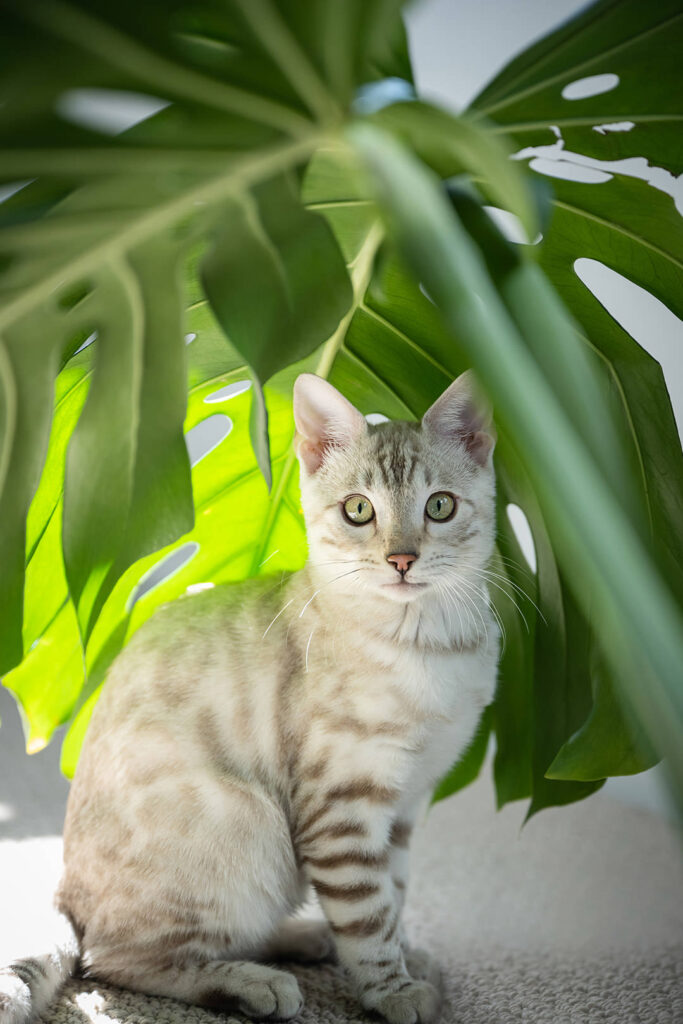 Monstera leaves framing Bengal kitten during a cat photoshoot