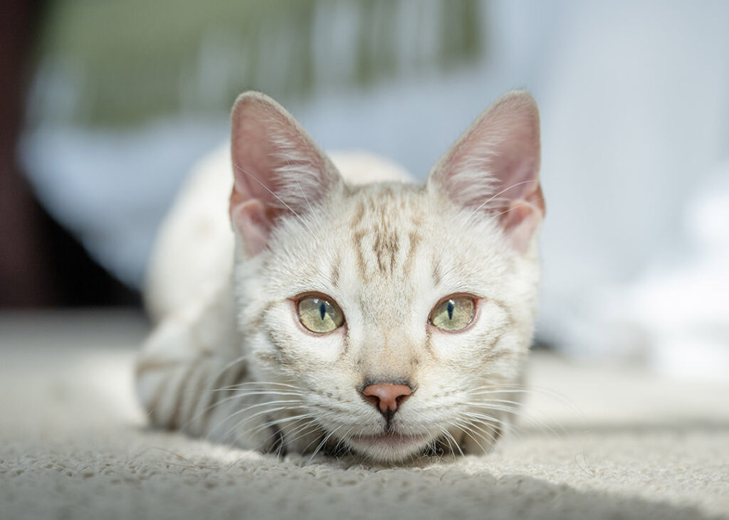 Kitten looking directly into camera lens during cat photoshoot