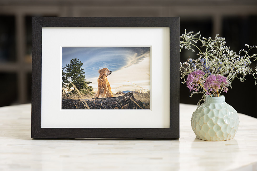 Image of 5x7 photo of dog with mat framed in Ebony Walnut Frame