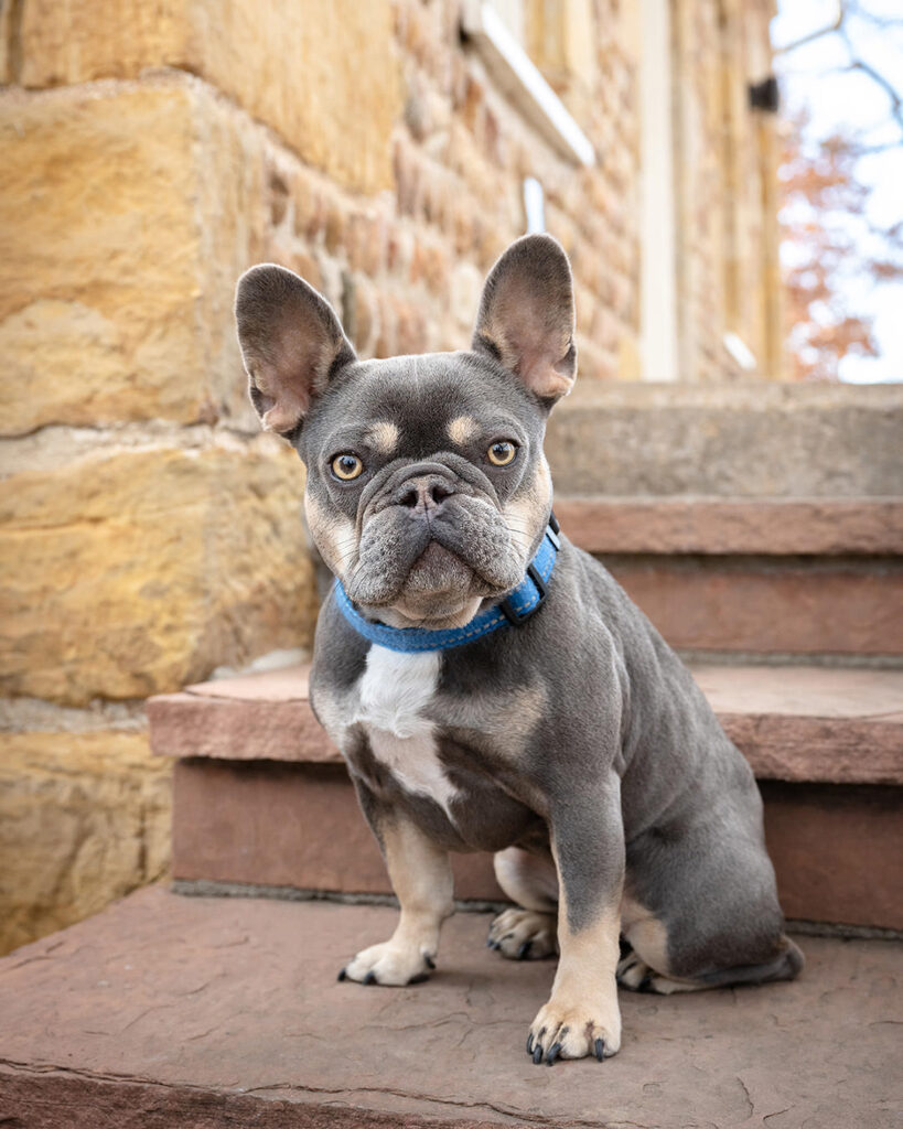 Young French Bulldog with blueish gray fur on flagstone steps of the Stone House in Lakewood, CO