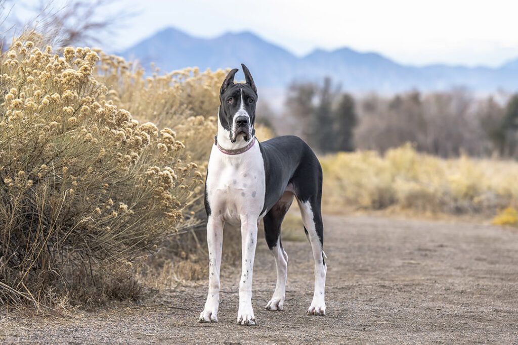 Great Dane with mountain scenery