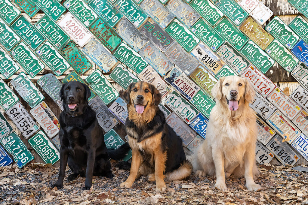 Black lab, Bernese Mountain Dog Golden Retriever mix, and Golden Retriever sitting in front of wall of green Colorado license plates