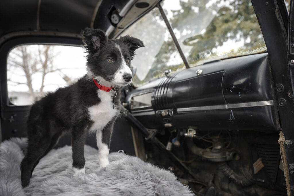 Border collie puppy in truck in Littleton, CO