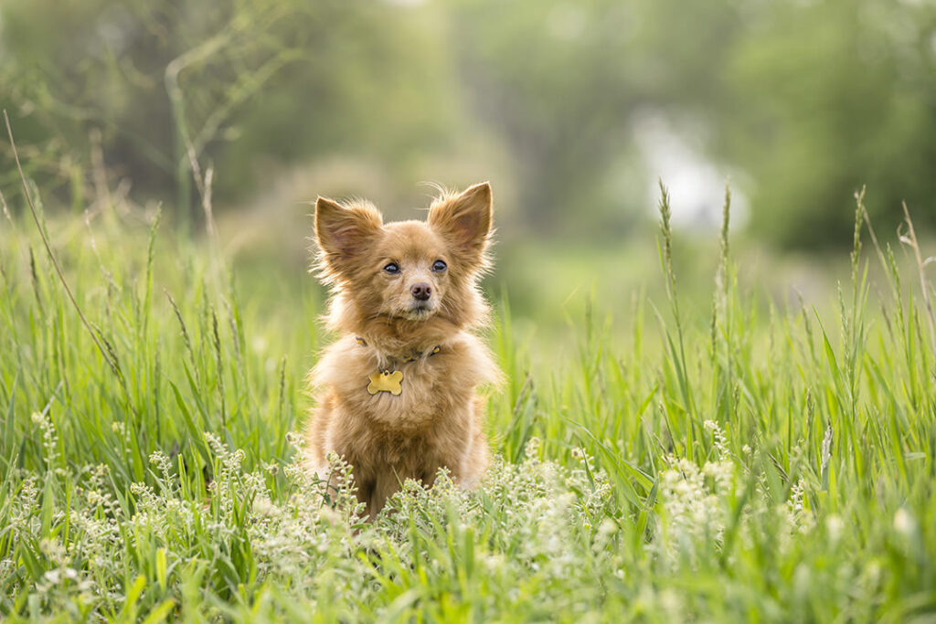 Chihuahua with reddish fur sitting in tall grass at Crown Hill Park
