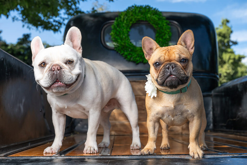 Two Frenchie dogs in back of a black 1946 Chevy pickup truck