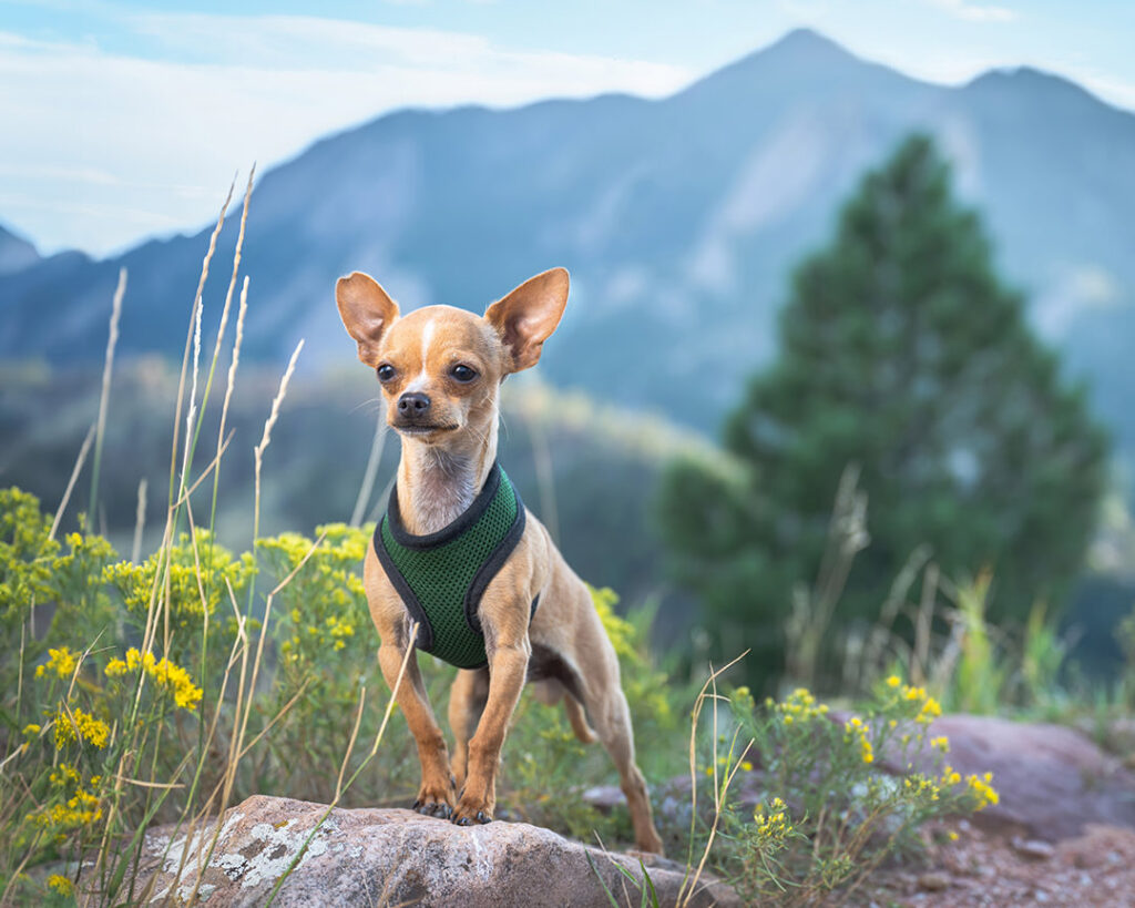 Chihuahua in dark green harness standing on rock on mountainside in Boulder, CO