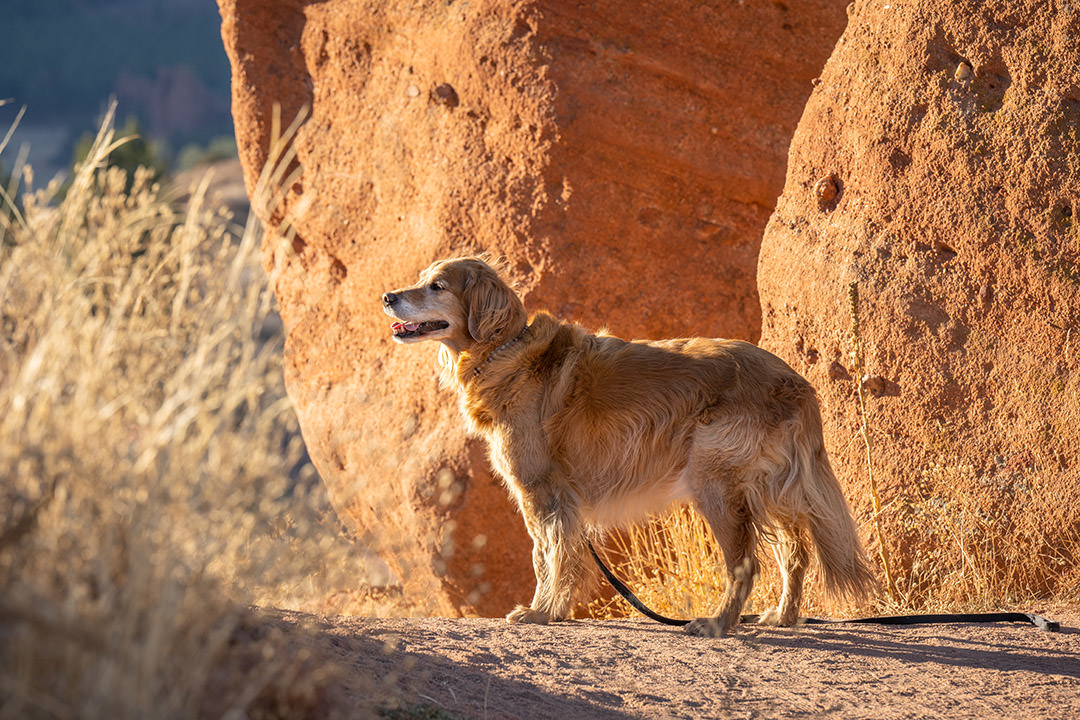 Golden retriever on hike at Sandstone Ranch in Larkspur, Colorado