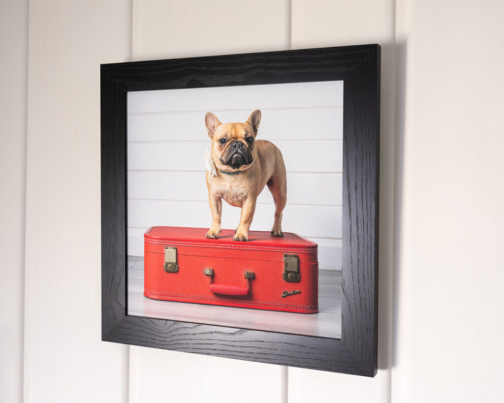 Portrait of French bulldog standing on red suitcase printed on canvas and framed with a satin black solid ash frame