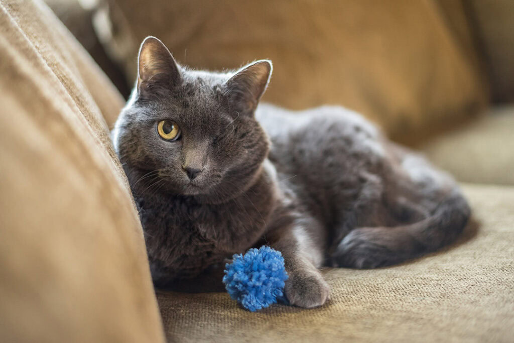 Gray cat with one eye laying on couch with blue pom pom for portrait