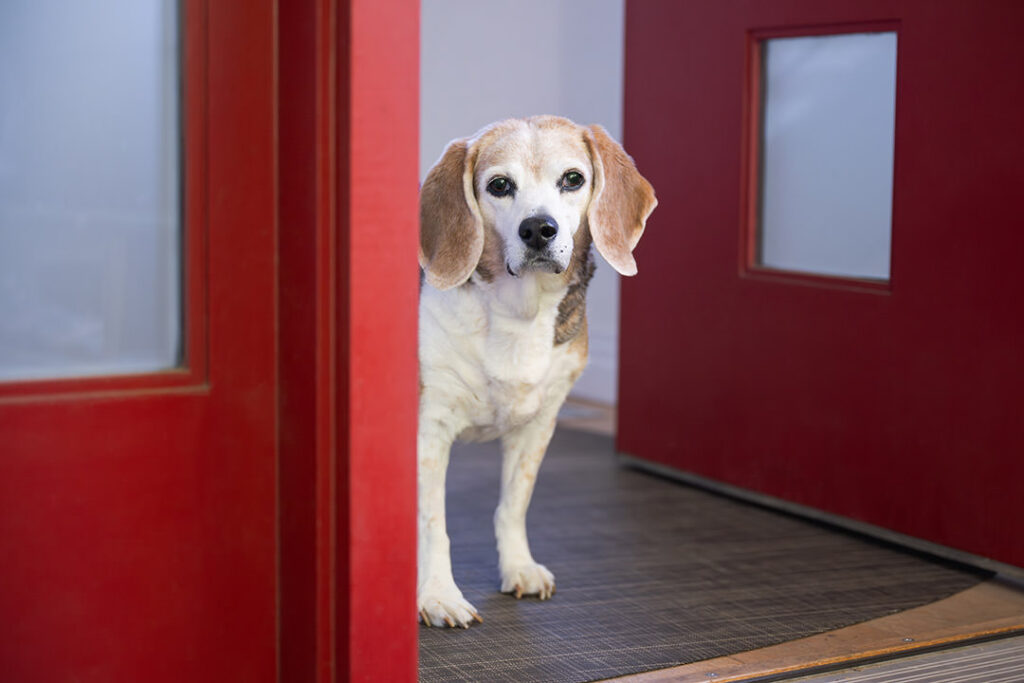 15-year-old beagle standing in doorway with red doors during an at-home senior dog photoshoot