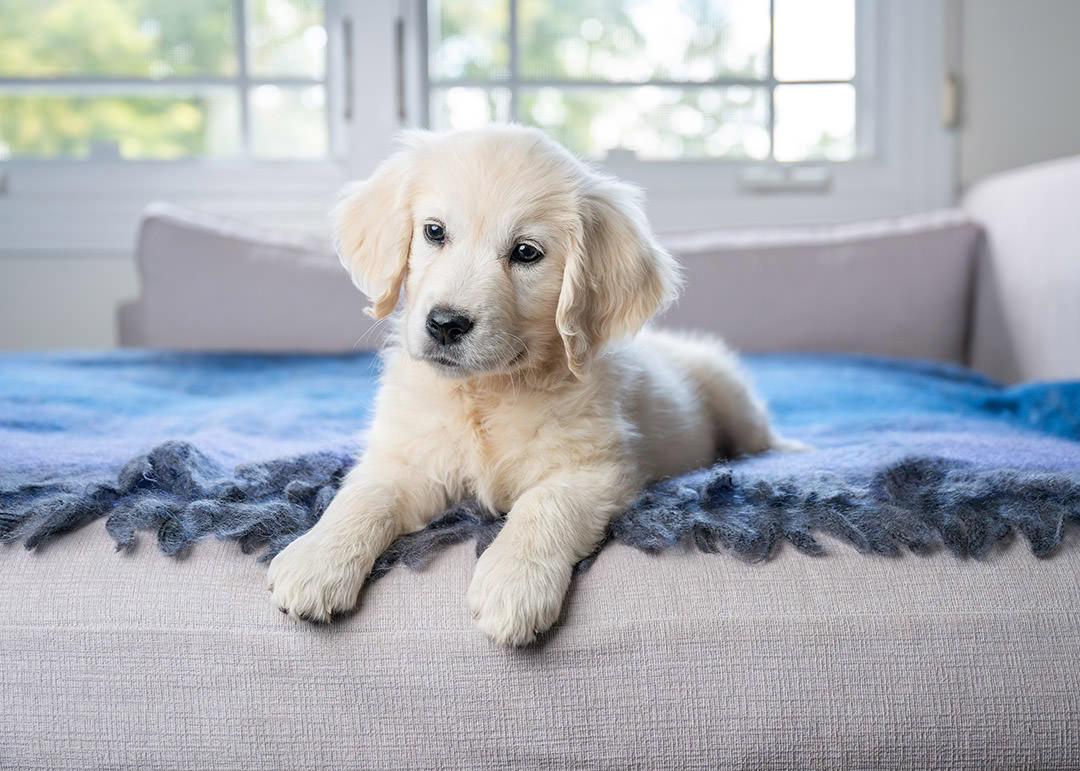 dog home camera