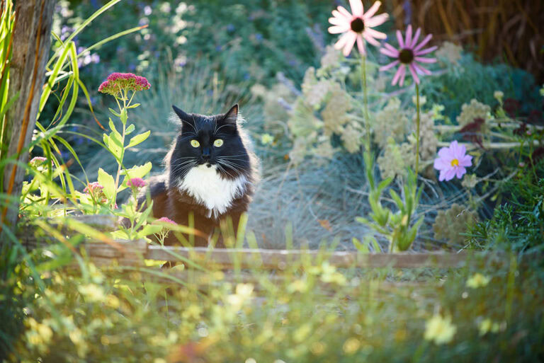 Tuxedo cat in garden at golden hour sunset with flowers, including coneflower, echinacea, cosmos, sedum, coreopsis and blue gamma grass