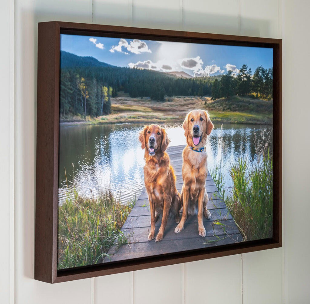 Solid walnut Float frame on canvas of two golden retrievers sitting on dock by pond, frame is solid walnut stained brown. Late Summer mountain scene