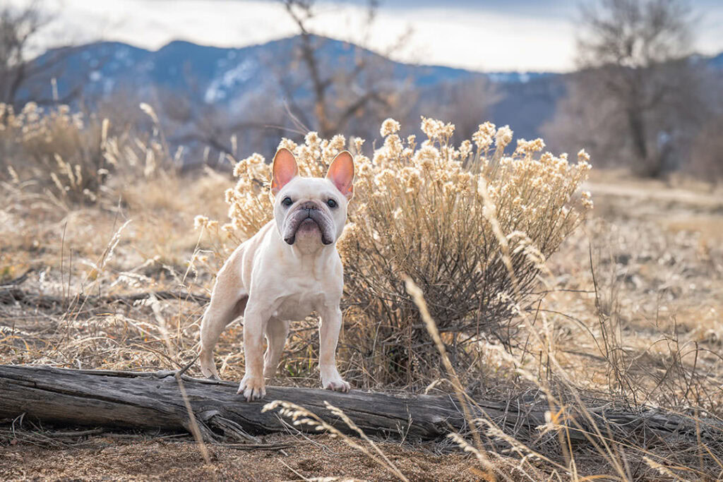 French Bulldog standing on weathered log by rabbitbrush plants with mountains in background