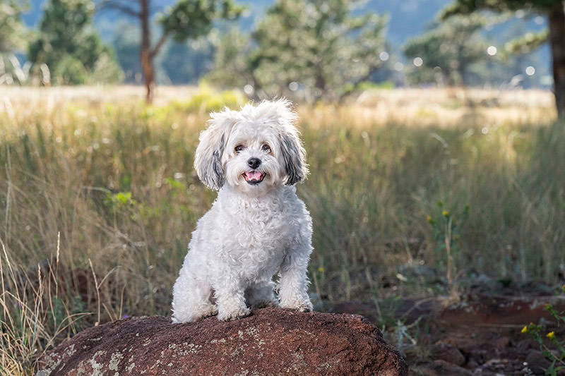 Little white dog with teal harness and leash demonstrating how a photo looks AFTER I do retouching to remove harness