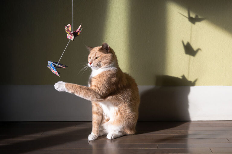 Orange tabby cat playing with blue and red origami cranes on a string. There are shadows of the bird origami on the green wall behind the cat. The floor is dark brown wood.