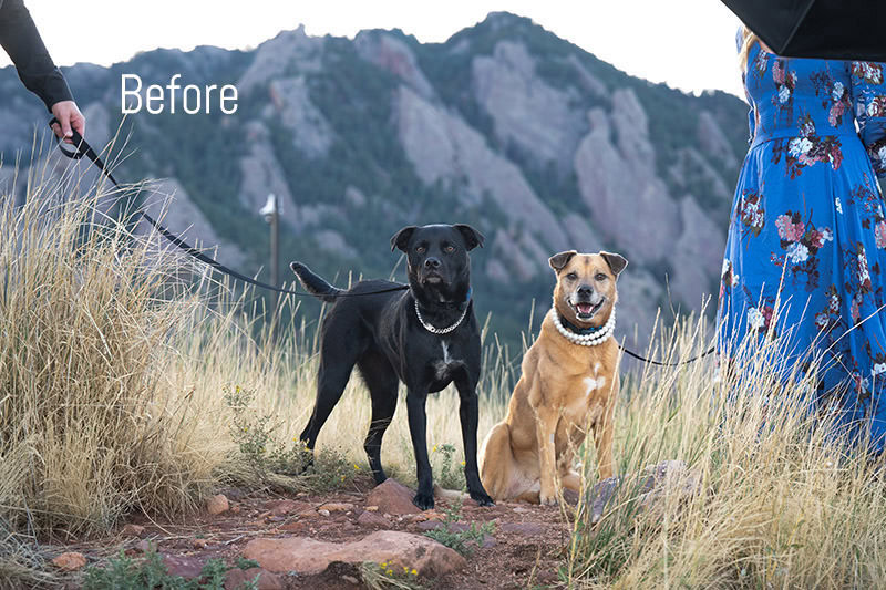 Photo of two dog wearing leashes. It's an example of how a photo looks before I do retouching.