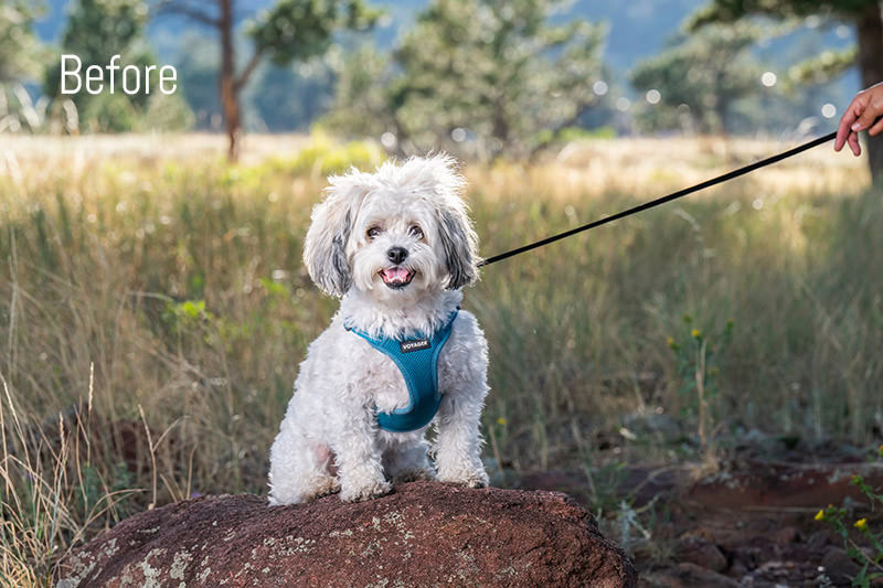 Little white dog with teal harness and leash demonstrating how a photo looks before I do retouching to remove harness