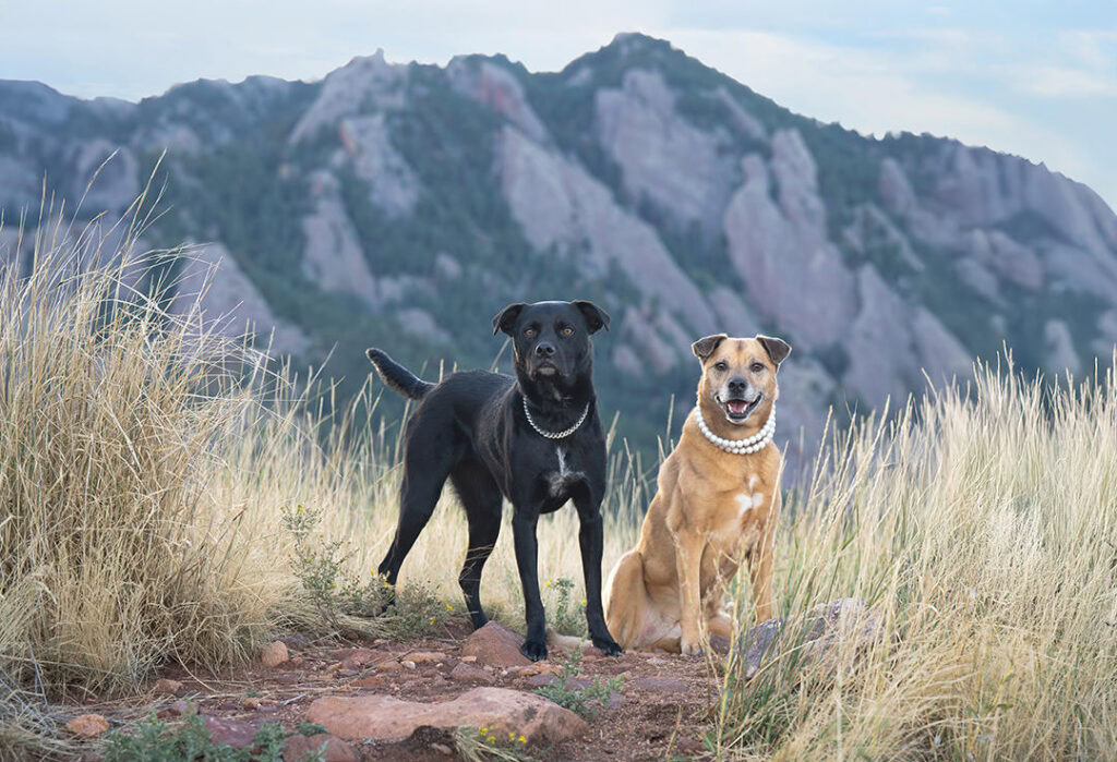 Two mixed breed dogs, one black and one tan, with fancy dog collars. The tan dog is wearing a pearl necklace. There are dry grasses on each side and mountains in the background.