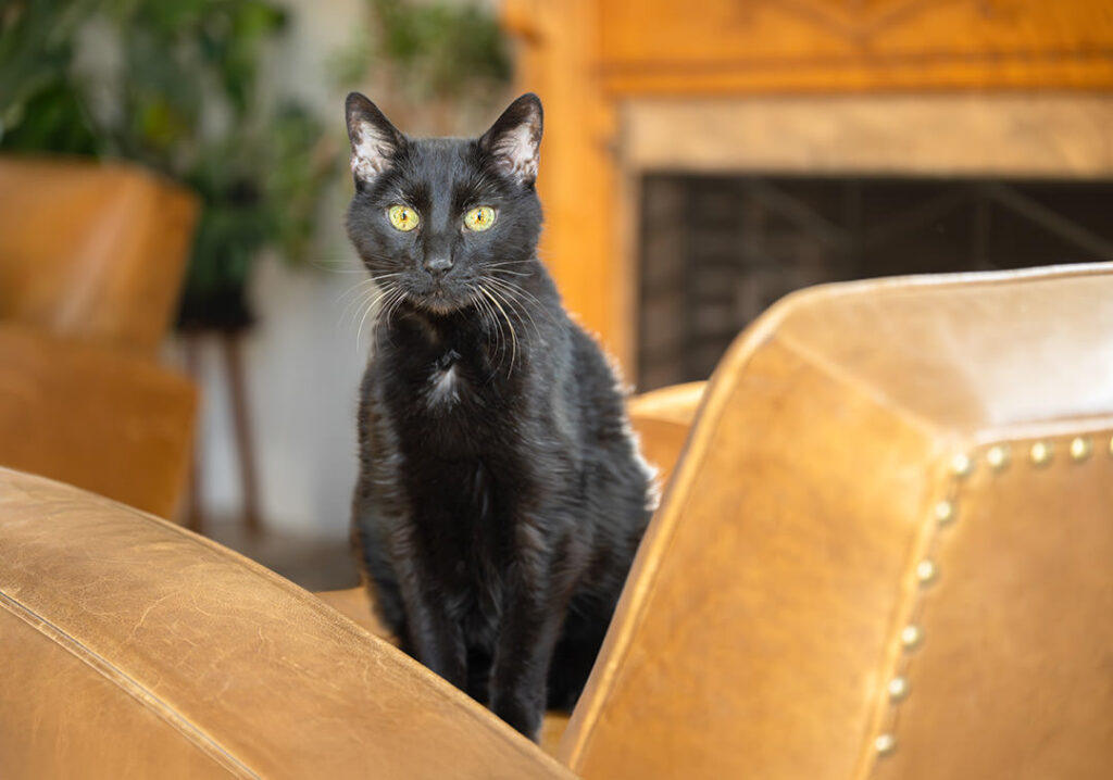 Black cat sitting on brown leather chair during cat photoshoot, demonstrating how to photograph a black cat.