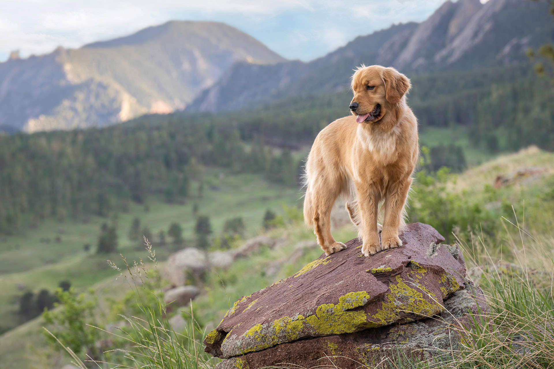 Portrait of Golden retriever dog on rock with Colorado mountain scenery in Boulder near Denver