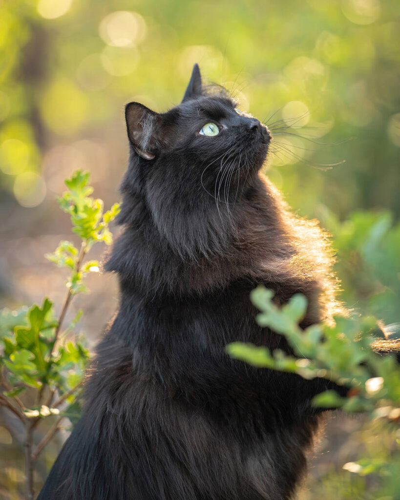 Profile view of long haired black cat during cat adventure photoshoot in open space park near Dawson Butte