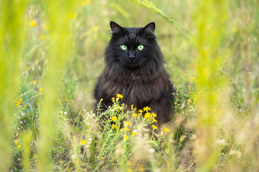 Black long-haired cat with brownish chest posing in wildflowers during feline photoshoot