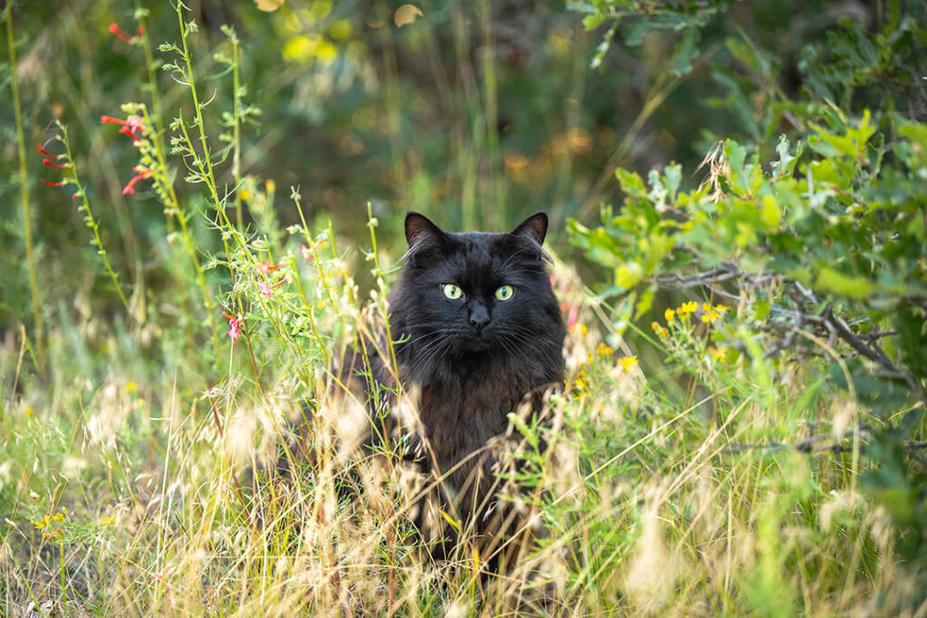 Black cat outside in field of tall grass, red wildflowers, and oak showing Karen Hoglund's outdoor cat photography