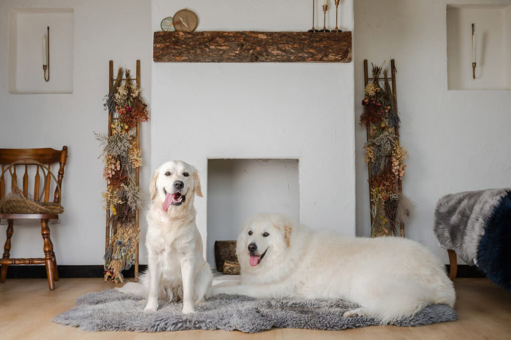 Inside rental studio during dog portrait session
