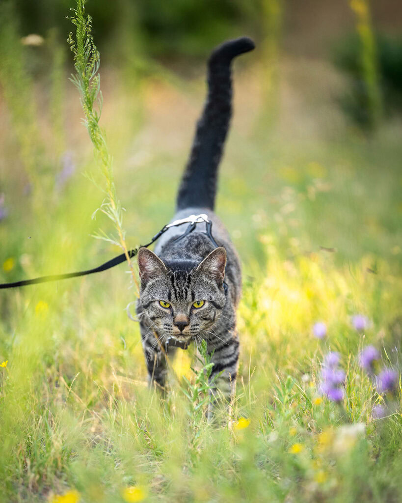 Outdoor adventure cat training on leash to be outdoors in meadow of wildflowers
