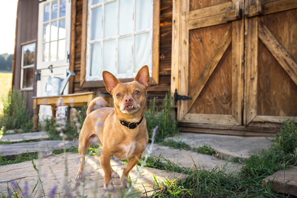 Tan chihuahua standing in front of rustic mountain building