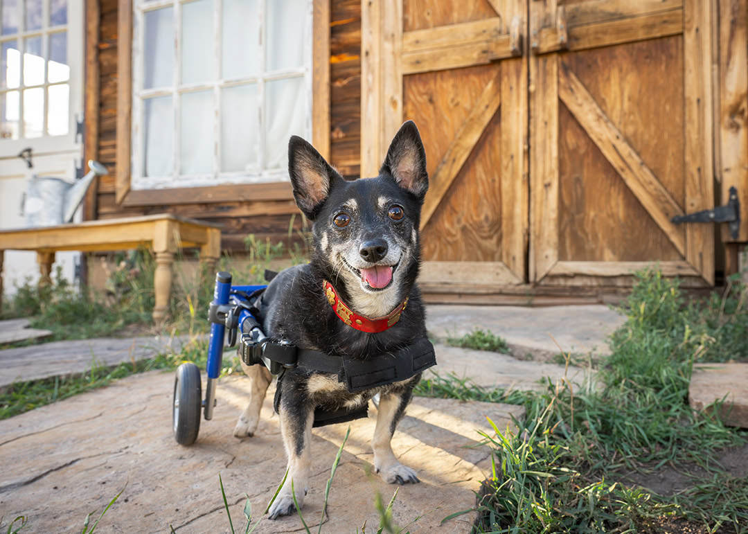 Black and tan chihuahua with red collar in a blue wheelchair in front of a rustic wood barn building