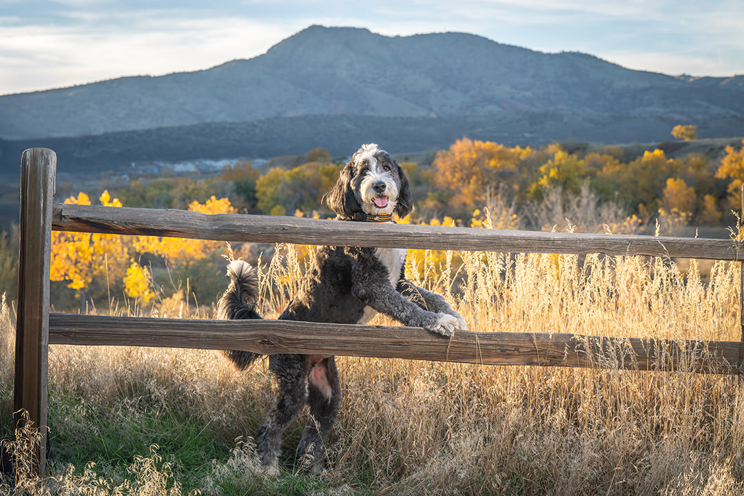 Bernedoodle dog posing by fence during pet photoshoot in Denver foothills
